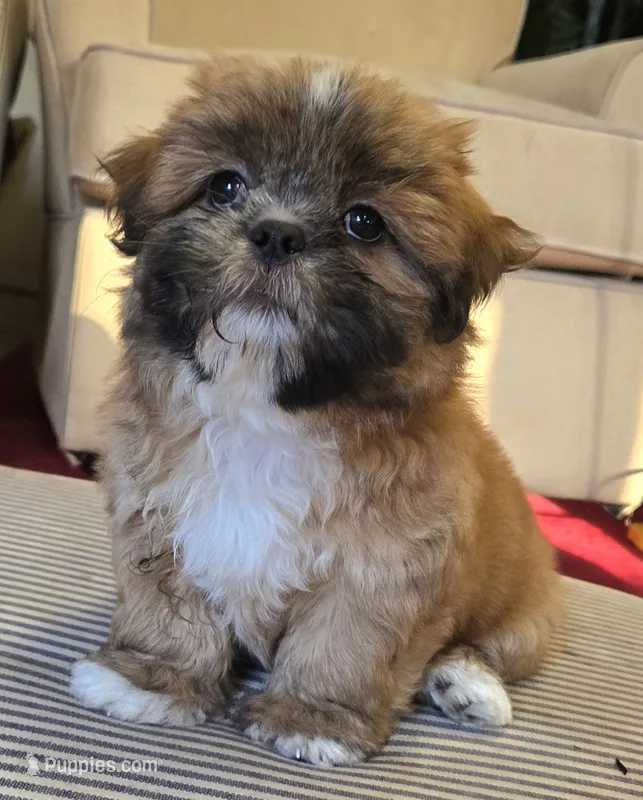 Theo – Shih Tzu puppy on hold in Fair Oaks, CA