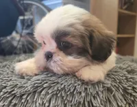 Willow , a female Shih Tzu for sale in Fair Oaks, CA – 5 of 9
