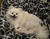 Angel, a female Pomeranian for sale in Fair Oaks, CA – 8 of 10
