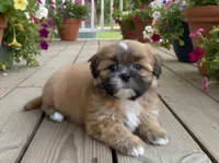 Theo, a male Shih Tzu for sale in Fair Oaks, CA – 5 of 8
