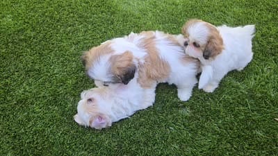 Belle, a female Shih Tzu for sale in Fair Oaks, CA – 10 of 10