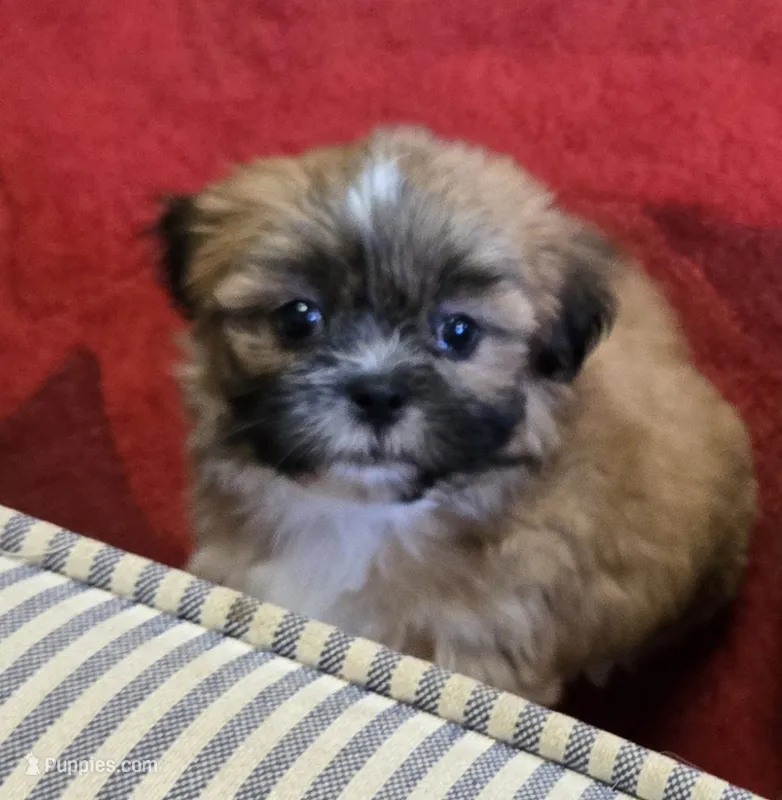 Dale – Shih Tzu puppy for sale in Fair Oaks, CA