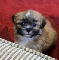 Dale, a male Shih Tzu for sale in Fair Oaks, CA – 1 of 8