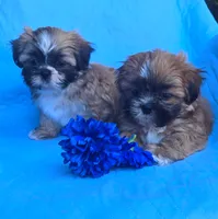 Chip, a male Shih Tzu for sale in Fair Oaks, CA – 3 of 10