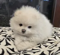 Teddy , a male Pomeranian for sale in Sacramento, CA – 6 of 10