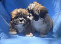 Dale, a male Shih Tzu for sale in Fair Oaks, CA – 3 of 8