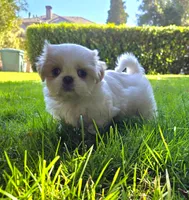 Belle, a female Shih Tzu for sale in Fair Oaks, CA – 8 of 10