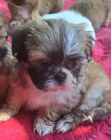 Chip, a male Shih Tzu for sale in Fair Oaks, CA – 6 of 10