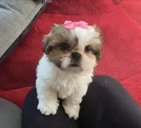 Breezy, a female Shih Tzu for sale in Fair Oaks, CA – 5 of 10