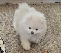 Teddy , a male Pomeranian for sale in Sacramento, CA – 9 of 10