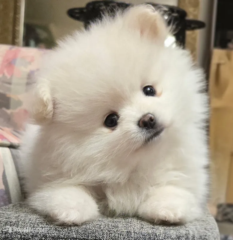 Toby – Pomeranian puppy for sale in Sacramento, CA