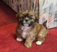 Belle, a female Shih Tzu for sale in Fair Oaks, CA – 9 of 9