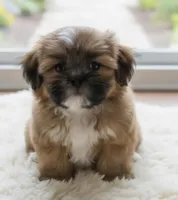 Theo, a male Shih Tzu for sale in Fair Oaks, CA – 7 of 8