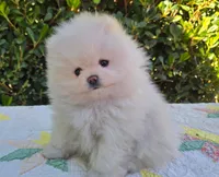 Teddy , a male Pomeranian for sale in Sacramento, CA – 5 of 10