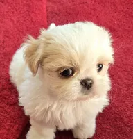 Belle, a female Shih Tzu for sale in Fair Oaks, CA – 4 of 10