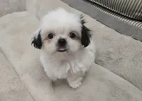 Bailey , a male Shih Tzu for sale in Sacramento, CA – 3 of 10