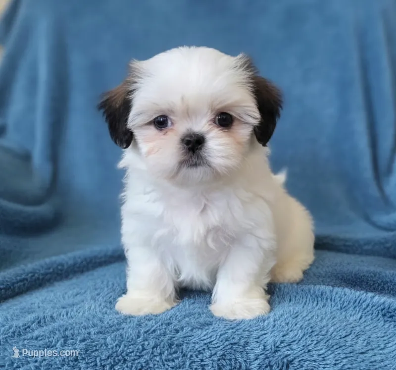 Bailey  – Shih Tzu puppy for sale in Fair Oaks, CA