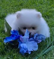 Theo, a male Pomeranian for sale in Fair Oaks, CA – 5 of 10