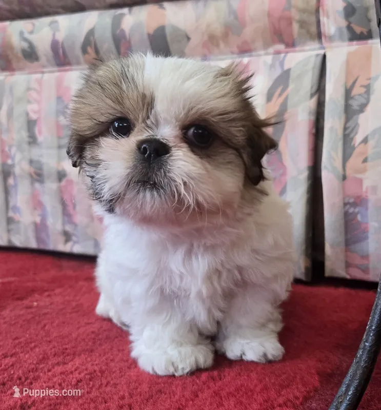 Breezy – Shih Tzu puppy for sale in Fair Oaks, CA