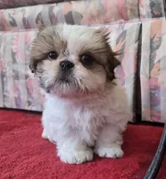 Breezy, a female Shih Tzu for sale in Fair Oaks, CA – 1 of 10