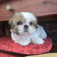Breezy, a female Shih Tzu for sale in Fair Oaks, CA – 2 of 10