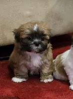 Dale, a male Shih Tzu for sale in Fair Oaks, CA – 2 of 8