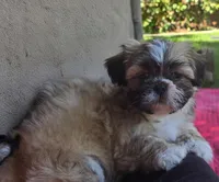 Chip, a male Shih Tzu for sale in Fair Oaks, CA – 5 of 10