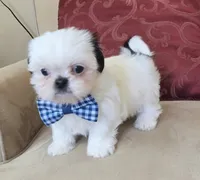 Bailey , a male Shih Tzu for sale in Fair Oaks, CA – 8 of 10
