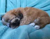 Theo, a male Shih Tzu for sale in Fair Oaks, CA – 6 of 8