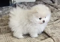 Teddy , a male Pomeranian for sale in Sacramento, CA – 2 of 10
