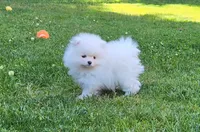Theo, a male Pomeranian for sale in Fair Oaks, CA – 9 of 10