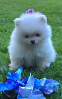 Theo, a male Pomeranian for sale in Fair Oaks, CA – 3 of 10
