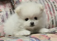Toby, a male Pomeranian for sale in Sacramento, CA – 6 of 10