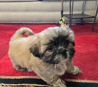 Ava, a female Shih Tzu for sale in Fair Oaks, CA – 3 of 9