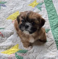 Belle, a female Shih Tzu for sale in Fair Oaks, CA – 7 of 9