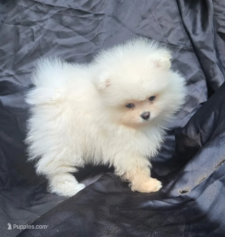 Theo – Pomeranian puppy for sale in Fair Oaks, CA
