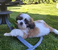 Beethoven, a male Shih Tzu for sale in Fair Oaks, CA – 8 of 10