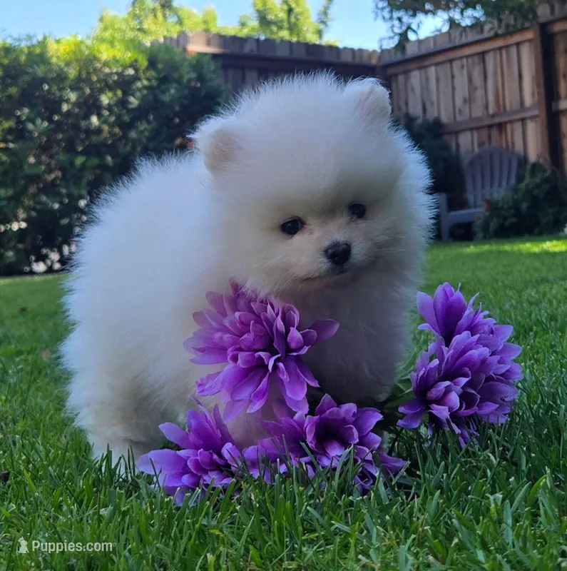 Angel – Pomeranian puppy for sale in Fair Oaks, CA