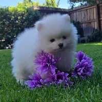 Angel, a female Pomeranian for sale in Fair Oaks, CA – 1 of 10