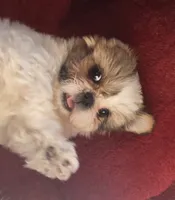 Breezy, a female Shih Tzu for sale in Fair Oaks, CA – 4 of 10