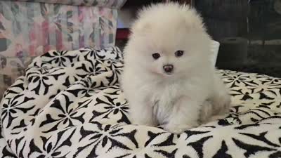 Teddy , a male Pomeranian for sale in Sacramento, CA – 10 of 10