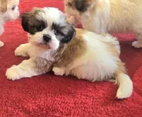 Beethoven, a male Shih Tzu for sale in Fair Oaks, CA – 6 of 10