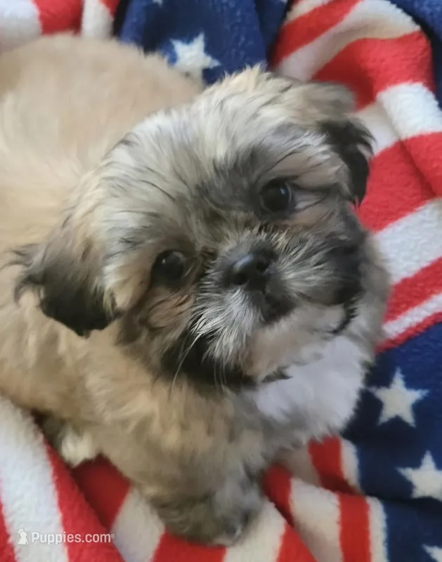 Ava – Shih Tzu puppy for sale in Fair Oaks, CA