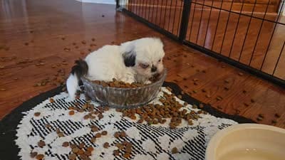 Bailey , a male Shih Tzu for sale in Sacramento, CA – 2 of 10