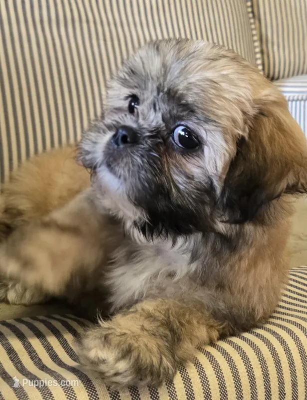 Ava – Shih Tzu puppy for sale in Fair Oaks, CA