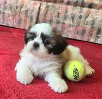 Beethoven, a male Shih Tzu for sale in Fair Oaks, CA – 5 of 10