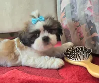 Beethoven, a male Shih Tzu for sale in Fair Oaks, CA – 7 of 10