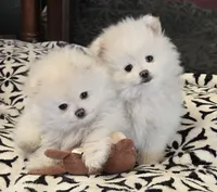 Toby, a male Pomeranian for sale in Sacramento, CA – 3 of 10