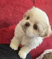 Belle, a female Shih Tzu for sale in Fair Oaks, CA – 6 of 10