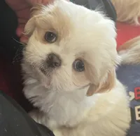 Belle, a female Shih Tzu for sale in Fair Oaks, CA – 7 of 10